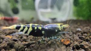 Purple Mettalic on active soil