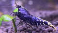 Purple Metallic Caridina Shrimp