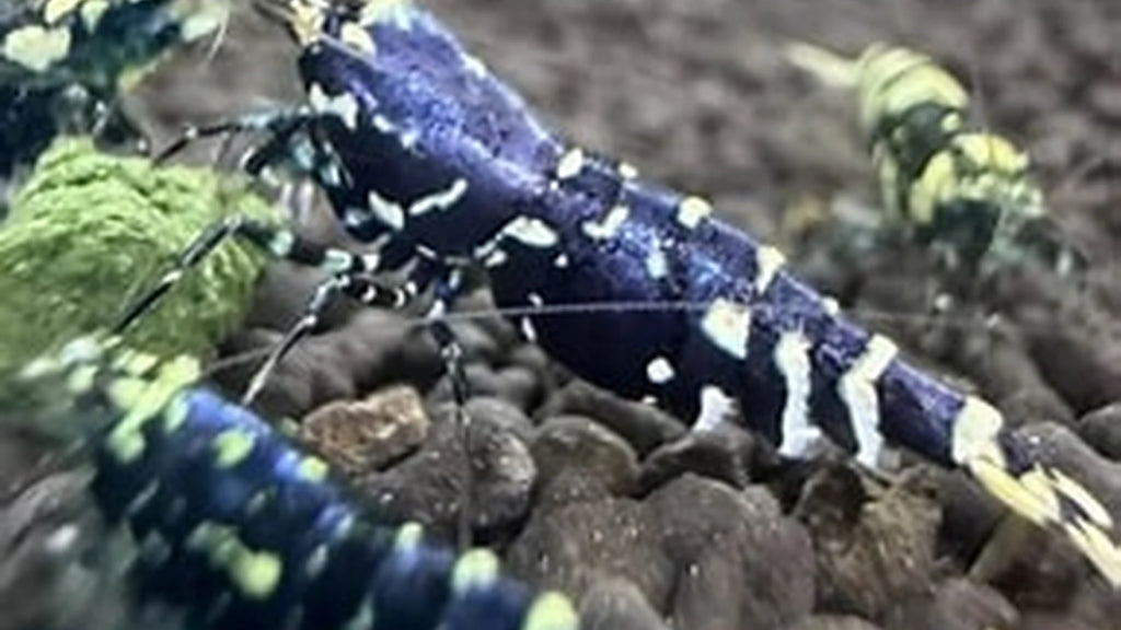 Purple Metallic Caridina Shrimp