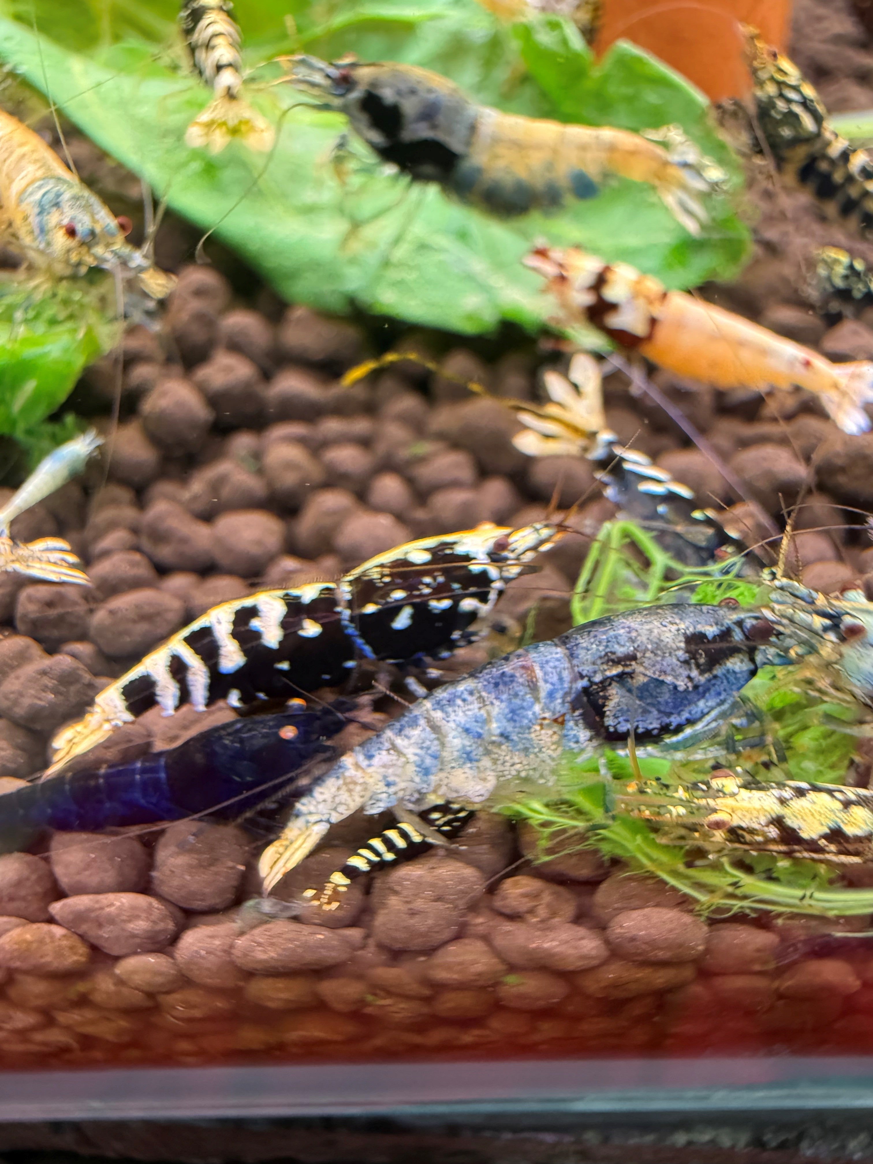 Mixed caridina a favourite for those that just want colour