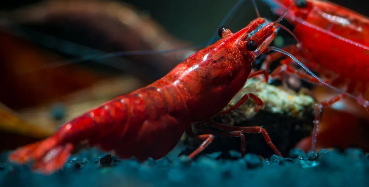 Bloody Mary Neo Caridina Shrimp