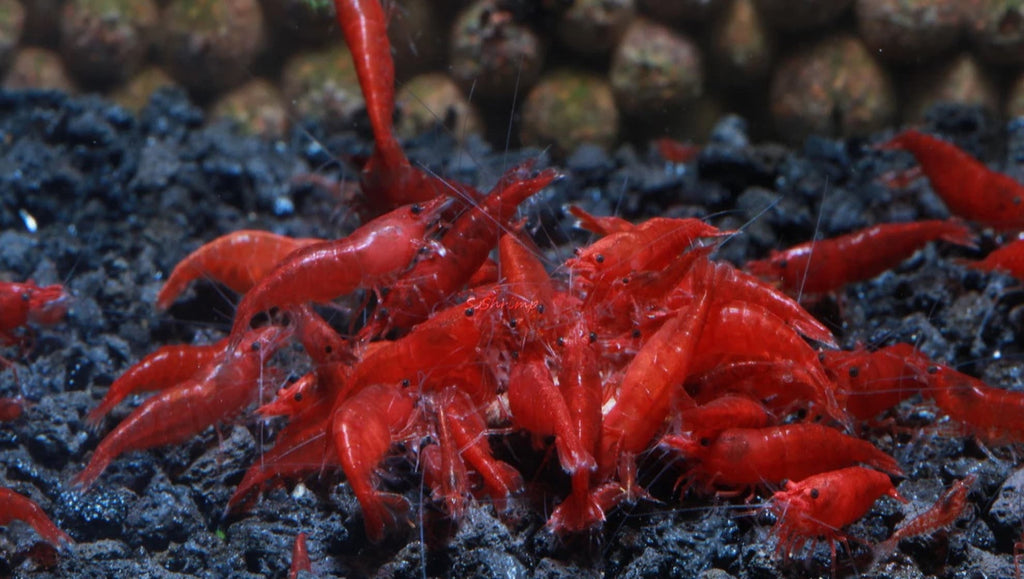 Bloody Mary Neo Caridina Shrimp