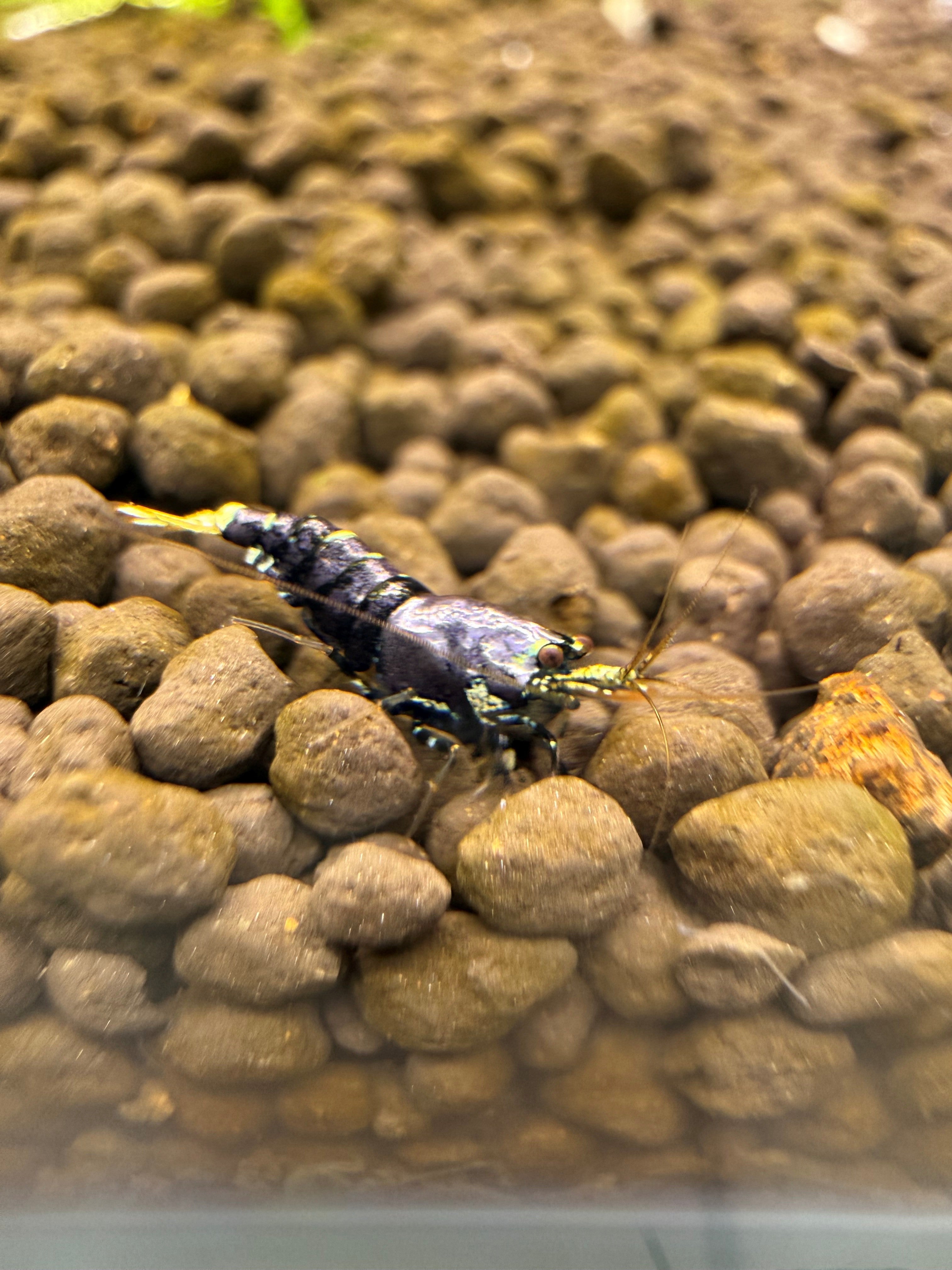 Purple Mettalic on active soil