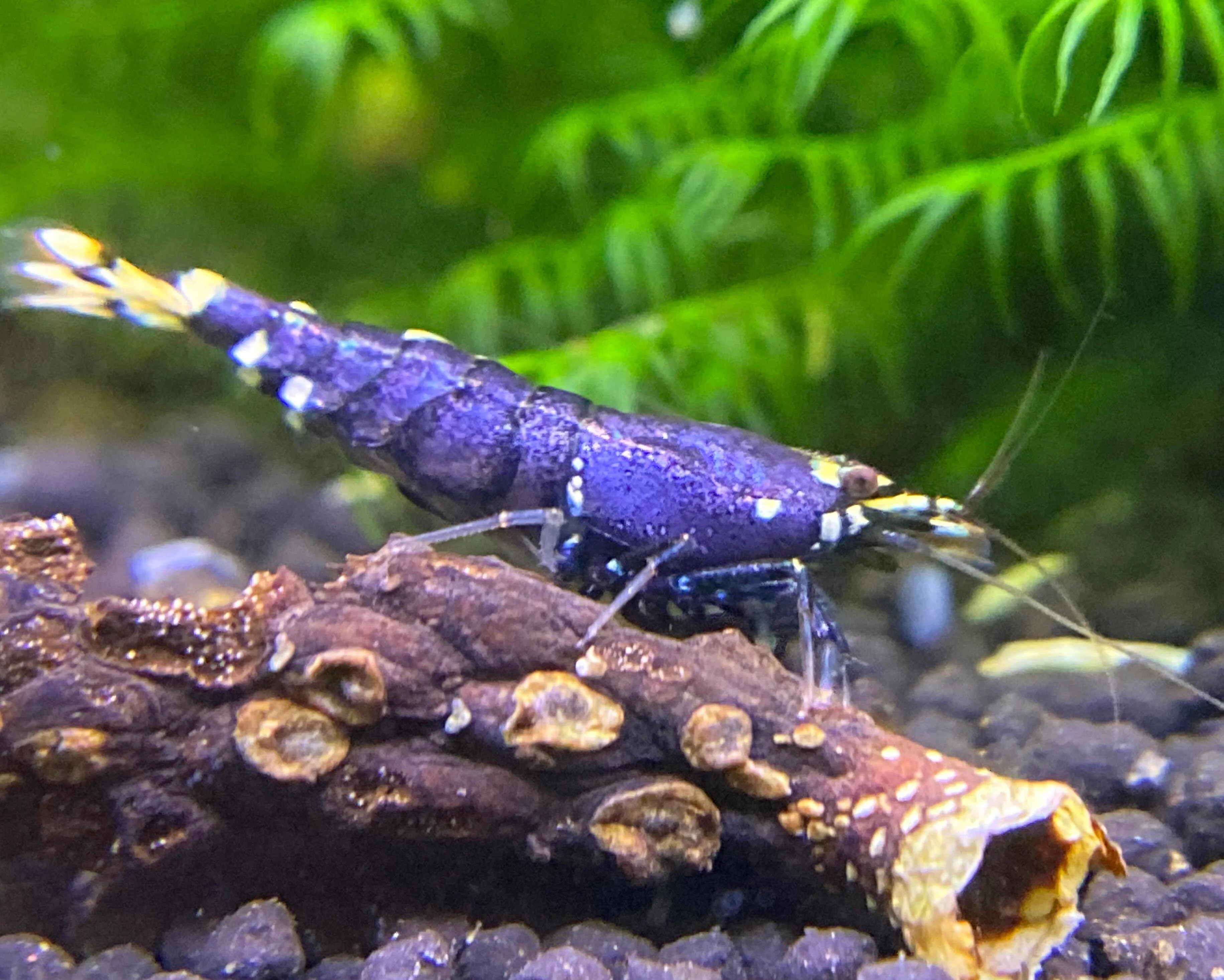 Purple Mettalic on active soil and log