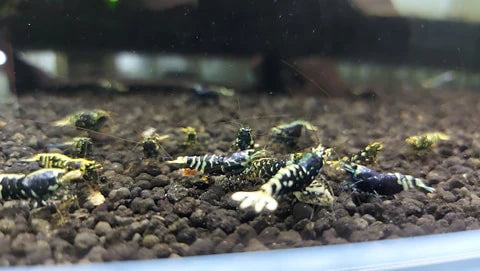 Purple Mettalic colony on active soil 