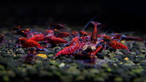 The Orange Eye Red Devil is a bold and dramatic Caridina shrimp