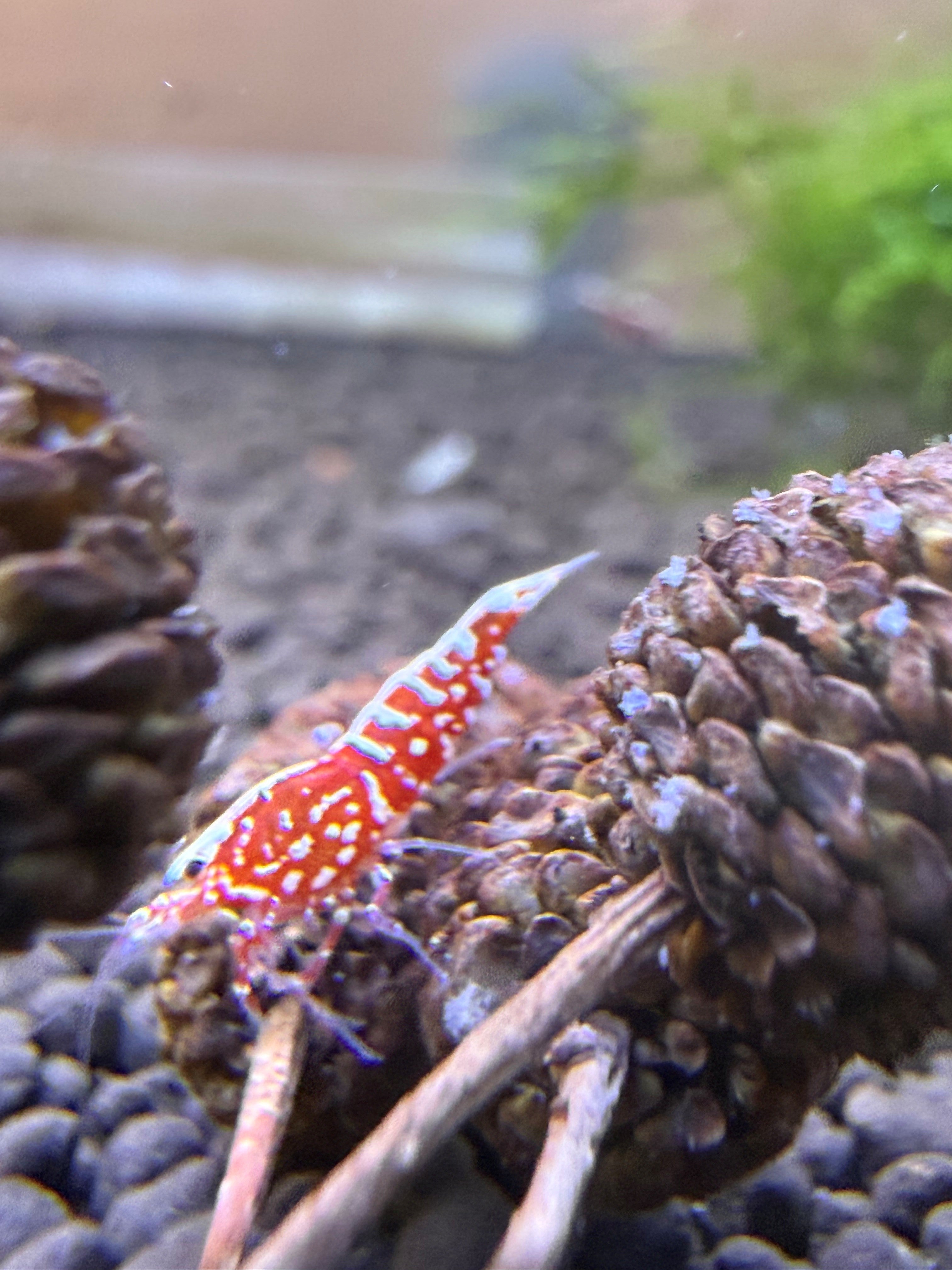 The Red Galaxy Snowflake Caridina is a great shrimp featuring a deep red base adorned with intricate white snowflake-like markings