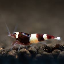 A classic red wine panda caridina shrimp