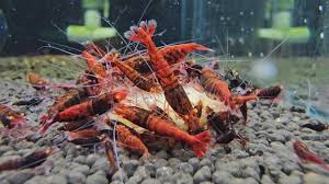 The Orange Eye Red Devil is a bold and dramatic Caridina shrimp