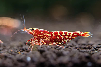 The Red Galaxy Snowflake Caridina is a great shrimp featuring a deep red base adorned with intricate white snowflake-like markings