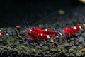 Red shrimps with white stripes on  Nisso custom soil