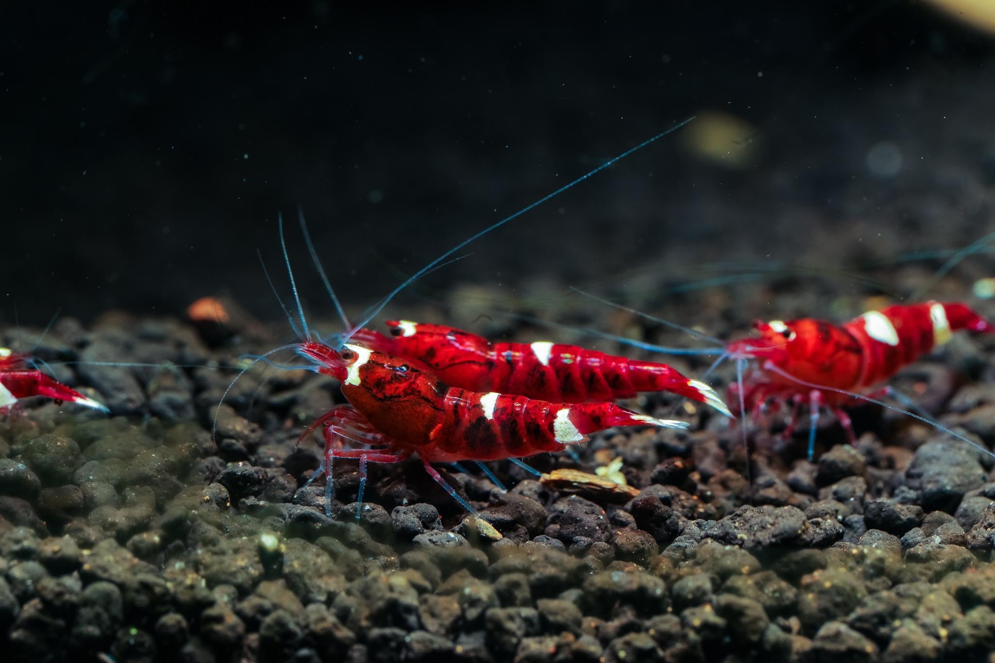 Red shrimps with white stripes on  Nisso custom soil