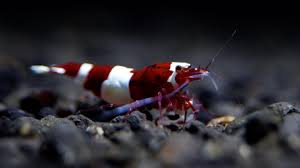 A classic red wine panda caridina shrimp