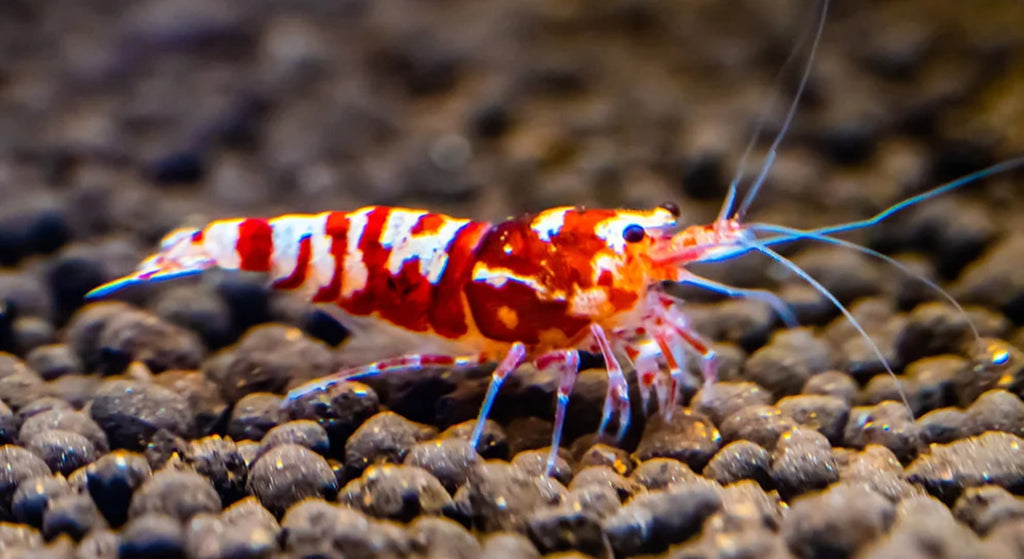 Red Fancy Tiger Caridina Shrimp
