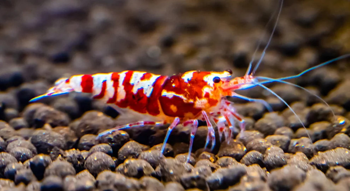Red Fancy Tiger Caridina Shrimp