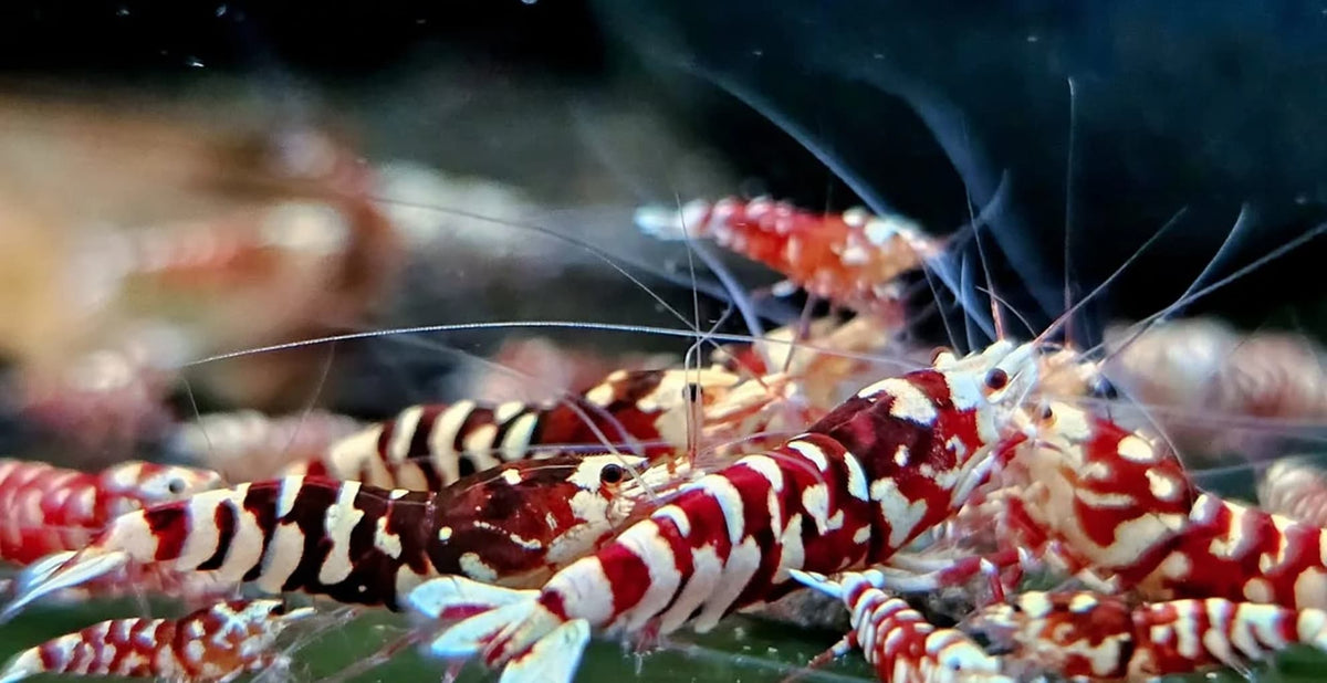 Red Fancy Tiger Caridina Shrimp