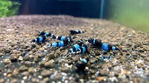 Shadow Pandas on active soil