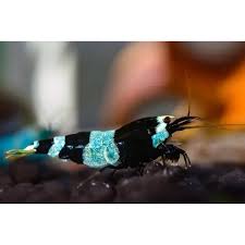 Shadow Pandas on active soil