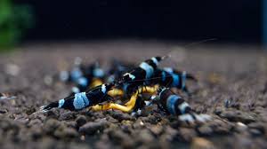 Shadow Pandas on active soil