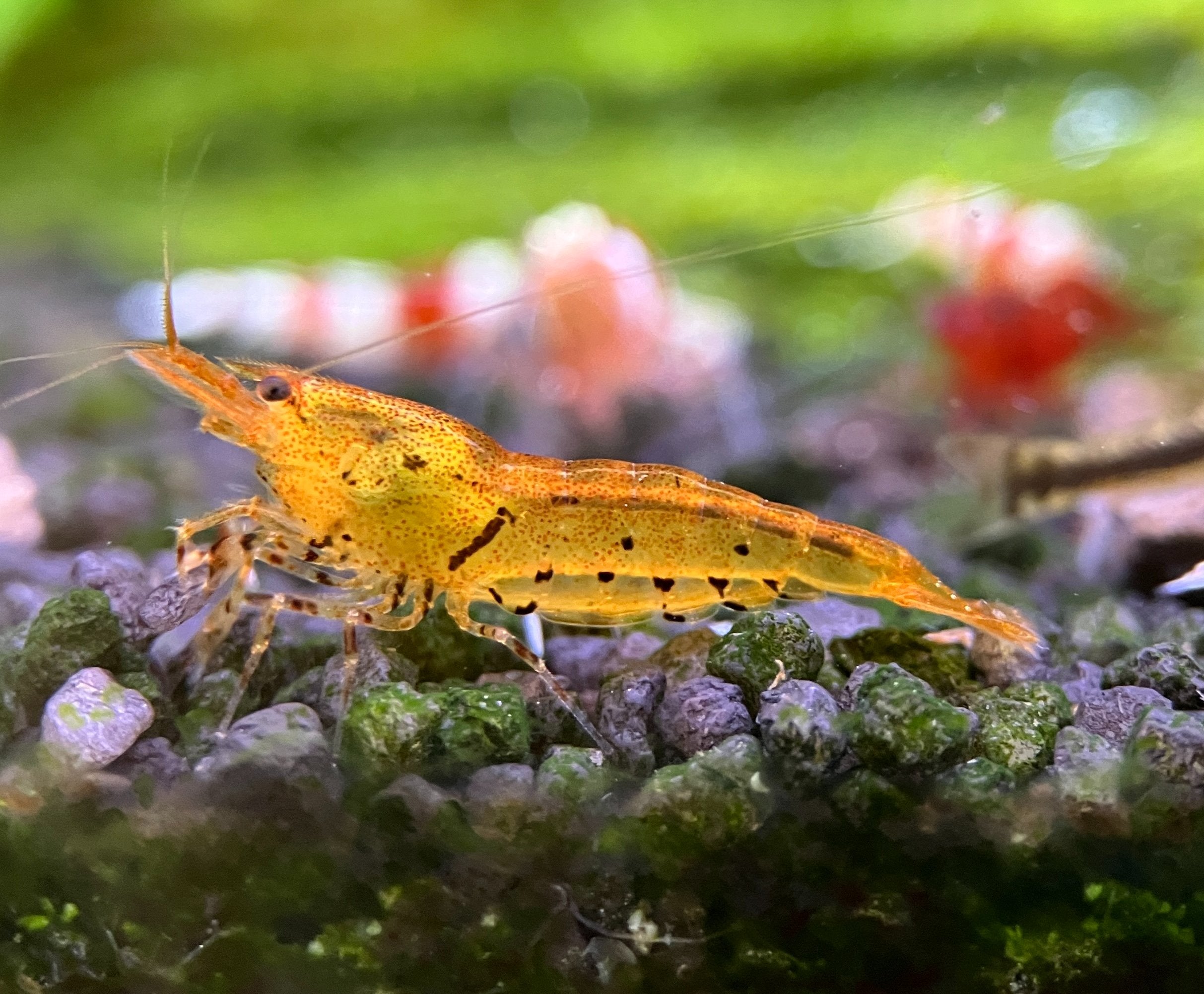 Tangarine Tiger Caridina on active soil