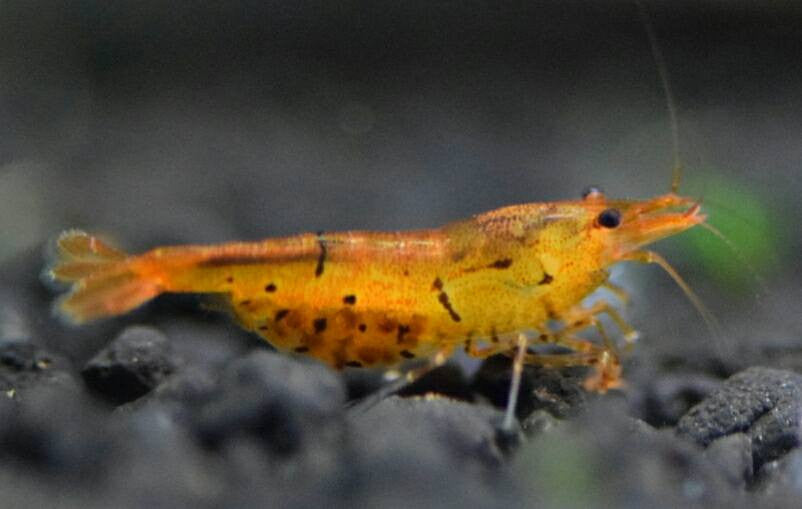 Tangarine Tiger Caridina on active soil