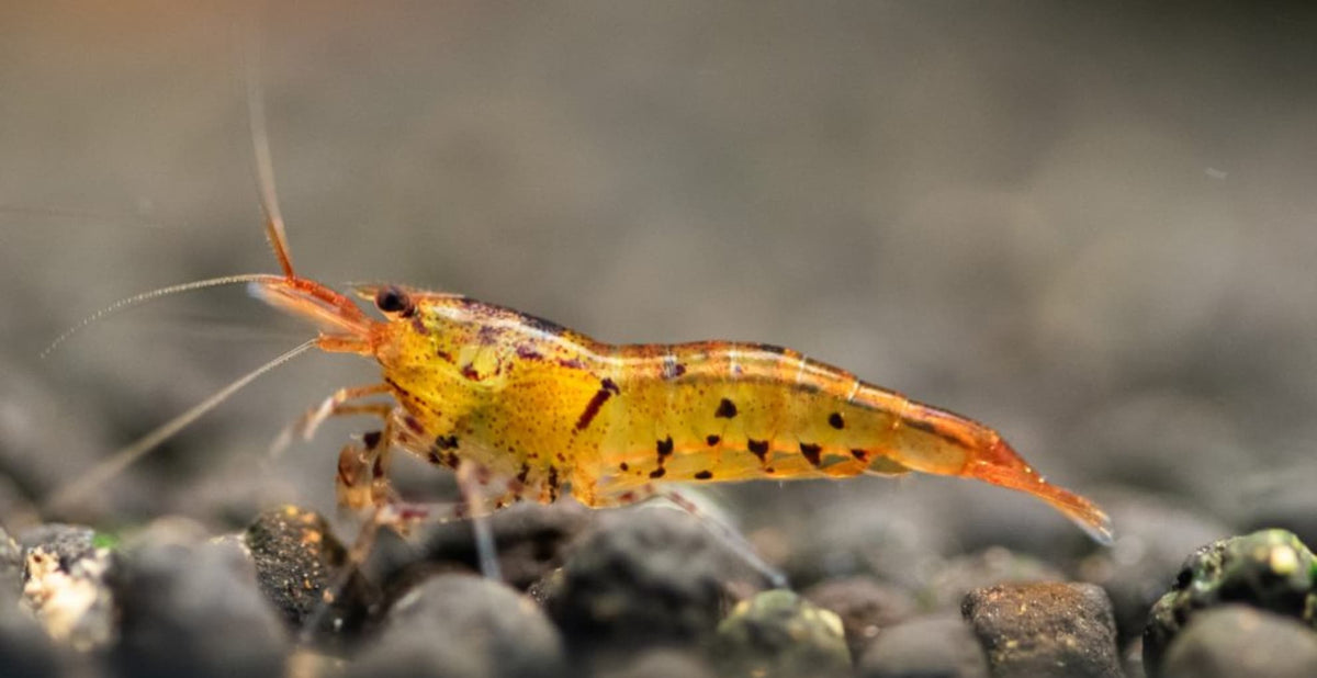 Tangerine Tiger Caridina Shrimp MEGA Colony x 100 Shrimp!