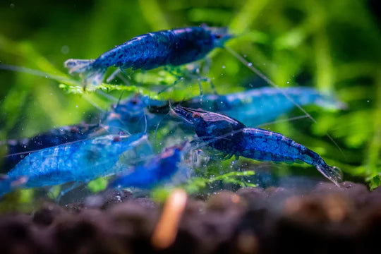 Light Blue Cherry Neocaridina Shrimp