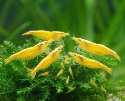 Yellow cherry shrimp against a green background