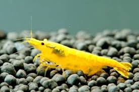 Yellow cherry shrimp on dark substrate